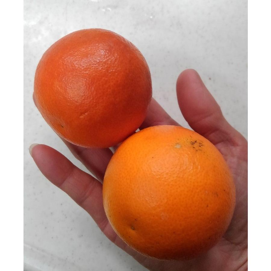 無農薬 ブラッドオレンジ 5kg 訳あり 有機オレンジ 国産 ブラッドオレンジ｜nuka-chan｜05