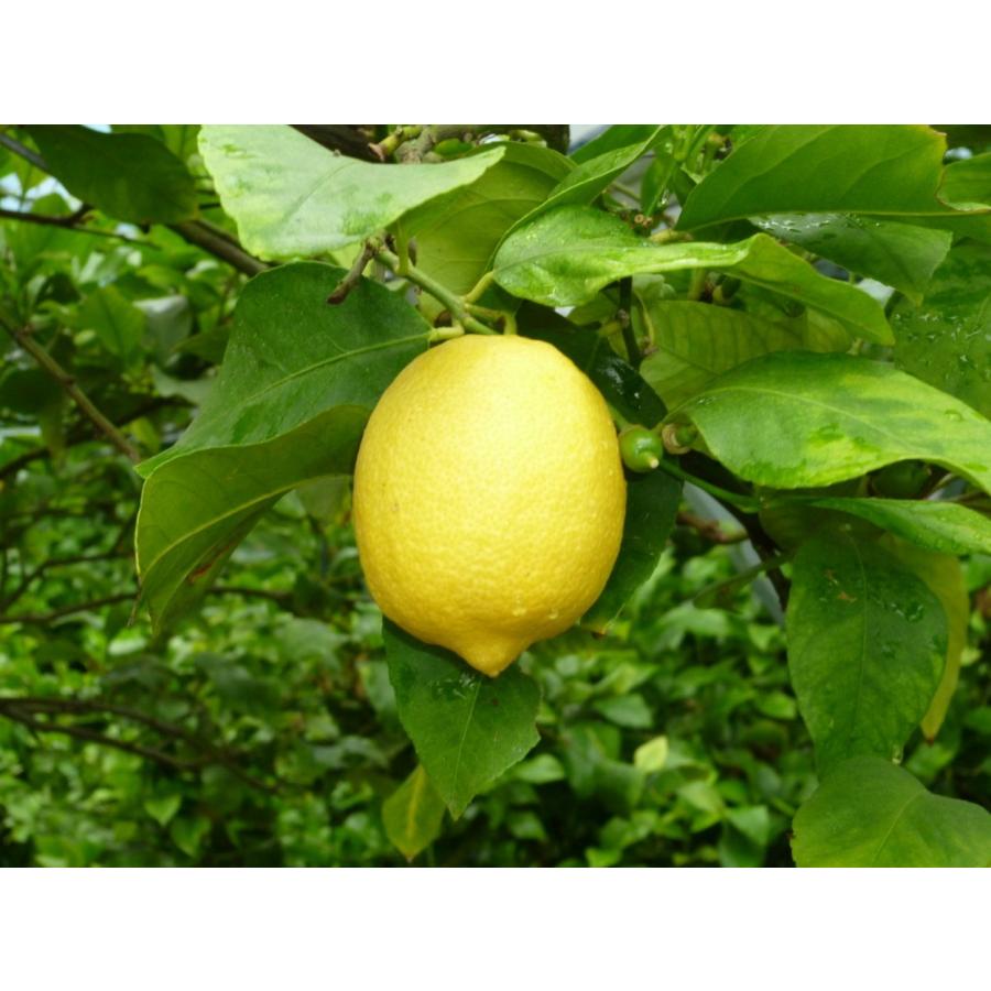 生産量日本一 広島 瀬戸田 無農薬レモン 10キロ 訳あり 】オーガニック