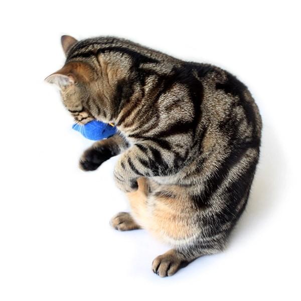 猫おもちゃ キャットニップ セーターバード けりぐるみ おしゃれ エコフレンドリー Boas1 Nuko Nuko Yahoo 店 通販 Yahoo ショッピング