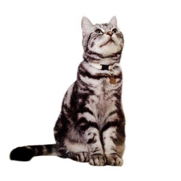 猫にやさしい首輪 ヘンプ×オーガニックコットン パープル おしゃれ キャットカラー 安全バックル |  | 03