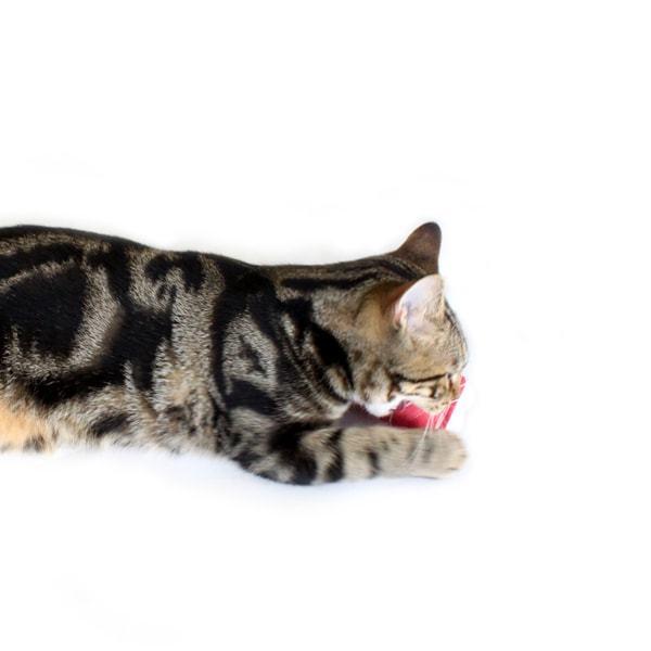 猫おもちゃ 音の鳴る けりぐるみ モッドシェイカー ラズベリー・チーター キャットニップ入り またたび Hauspanther |  | 03