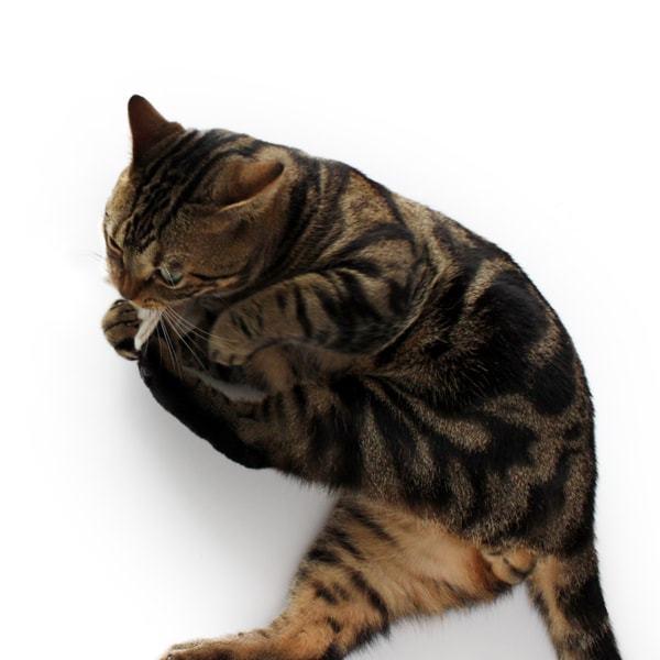 猫おもちゃ キャットニップ・ミトン けりぐるみ オーガニックコットン ナチュラル素材 またたび |  | 05