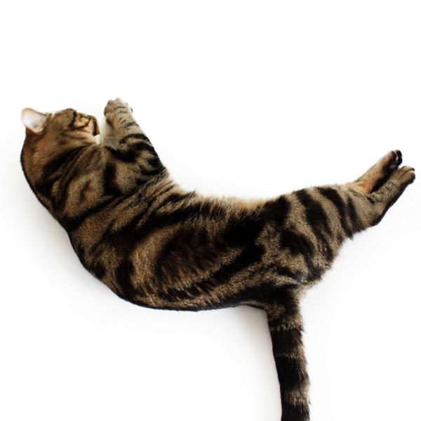 猫おもちゃ けりぐるみ ティーバッグ・タンブラー 2個セット オーガニックヘンプ ナチュラル素材 またたび |  | 07