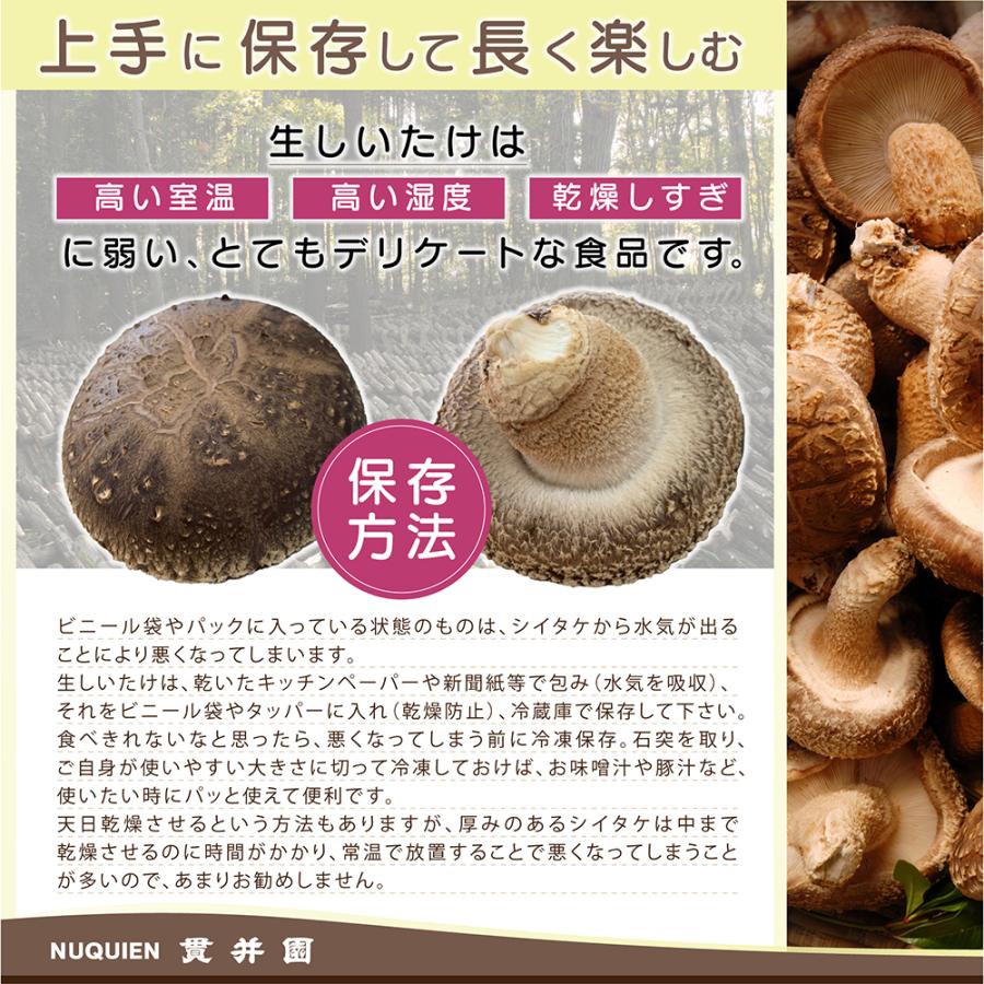 少量 使い切り お試し 生産者直送！ 原木生しいたけ サイズおまかせ お