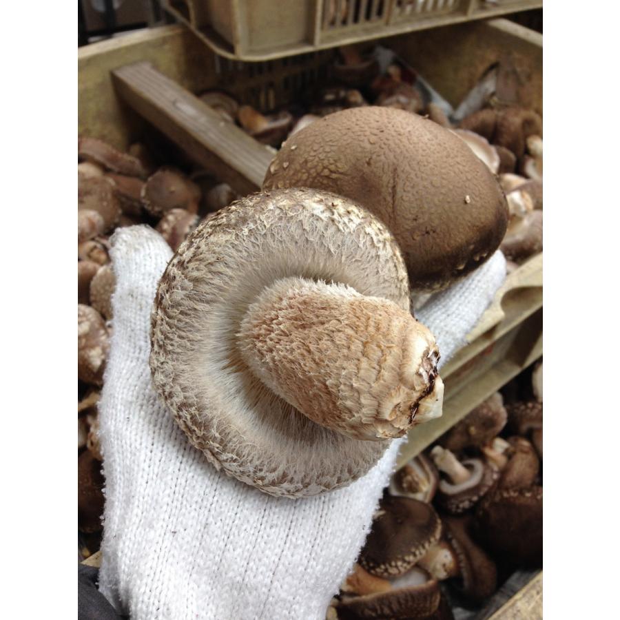 原木生しいたけ (箱詰め1Kg) ギフト仕様 椎茸 しいたけ農園 栽培方法