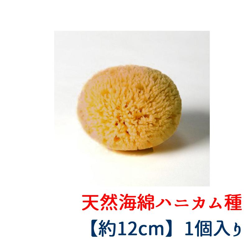 天然海綿 スポンジ Lサイズ（約12cm）ボディー用 最高級エーゲ海産