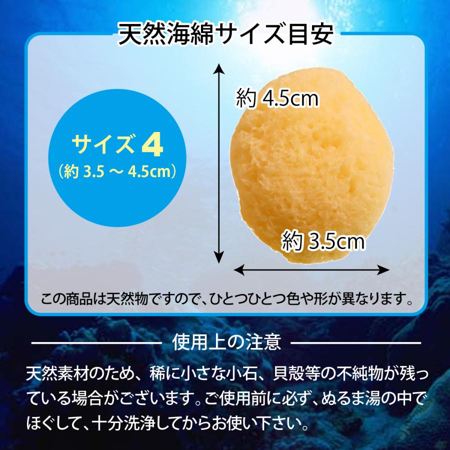 天然 特大！ 海綿スポンジ ギリシャ産 グラス種 XXLサイズ No.328 海綿 業務用 スポンジ 天然 シルク サイズ4 小 SS 4cm イエロー 50個