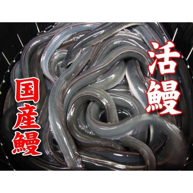 蒲焼・きも佃煮の２種類　手焼き　蒲焼２尾・きも佃煮１００ｇ　送料無料　国産うなぎ　冷蔵クール便　ギフト　お祝い　誕生日　贈りもの |  | 09