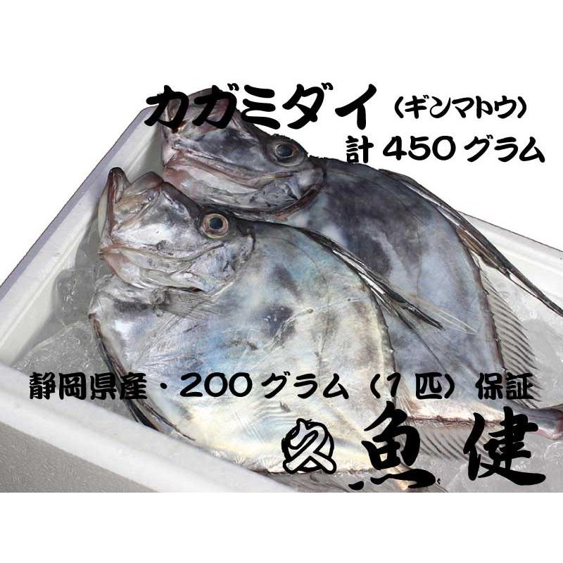 450グラム保証 ギンマトウ カガミダイ 駿河湾産 お刺身 煮付 業務用に 沼津港 魚健 通販 Yahoo ショッピング