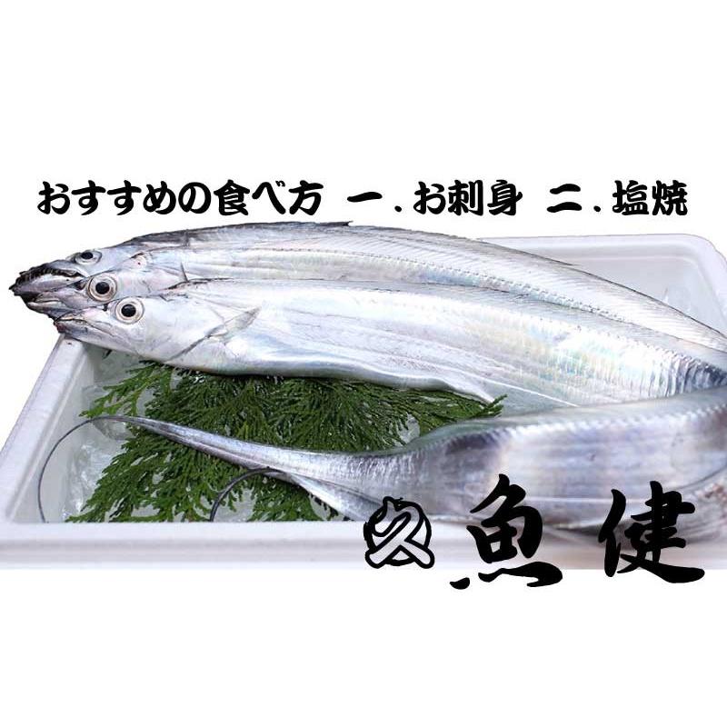 500グラム保証 丸ごと太刀魚 タチウオ 駿河湾産 お刺身 焼き 業務用に 沼津港 魚健 通販 Yahoo ショッピング