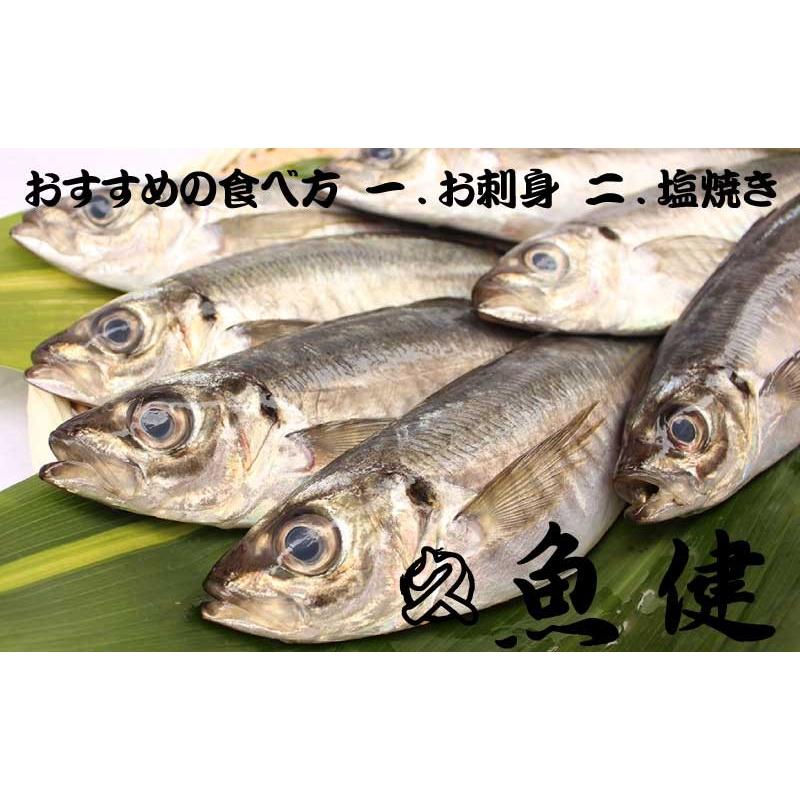 1000グラム保証 アジ 島根県産 焼き 刺身 フライ 業務用に 沼津港 魚健 通販 Yahoo ショッピング