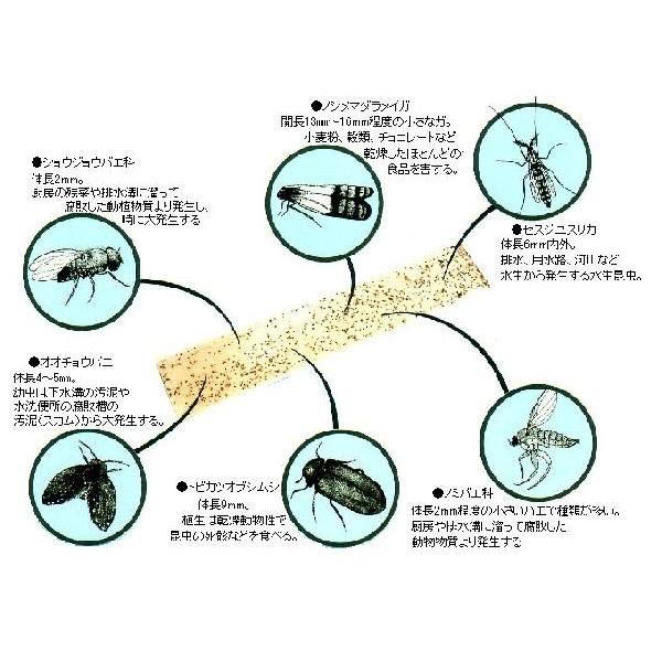微小昆虫捕獲器   ムシペチャ II　　−　ペンギンワックス　−｜nurimaru｜02