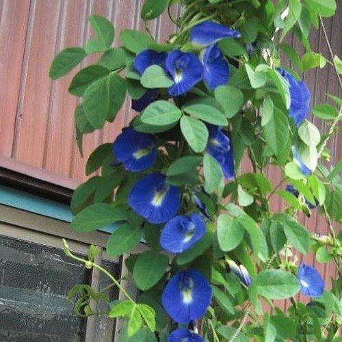 アンチャン（蝶豆、チョウマメ、クリトリア、バタフライピー）の苗