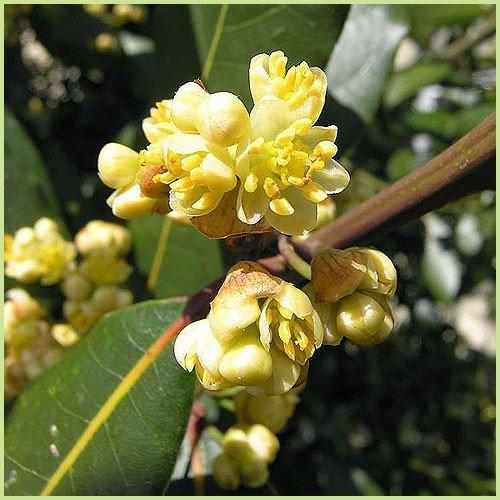 ハーブの苗木 月桂樹 ローリエ の苗木 Ki Kaboku 138 花苗通販北山ナーセリー 通販 Yahoo ショッピング