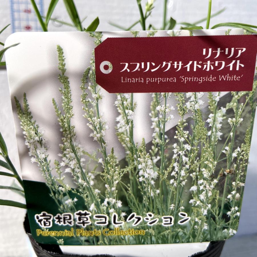 宿根リナリア スプリングサイドホワイトの苗 Ki Tanen 411 花苗通販北山ナーセリー 通販 Yahoo ショッピング