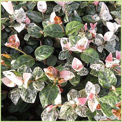 柔らかい 初雪かずら ハツユキカズラ の苗 24苗セット 全品送料無料 Www Aqtsolutions Com