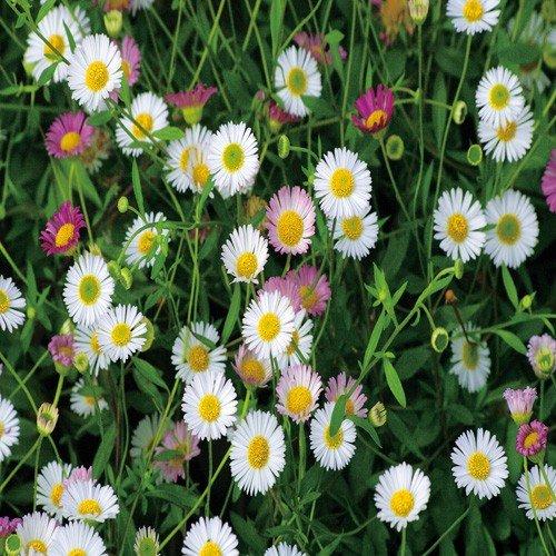 エリゲロン カルビンスキアヌスの苗 Kn Tanen 099 花苗通販北山ナーセリー 通販 Yahoo ショッピング