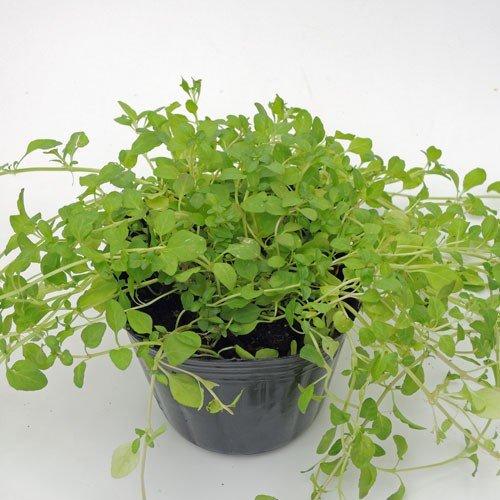 ハーブの苗 ペニーロイヤルミント Belle Ile Nature Org