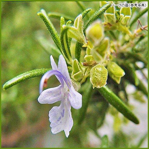 ハーブの苗 ローズマリー アープ To Herb 040 花苗通販北山ナーセリー 通販 Yahoo ショッピング