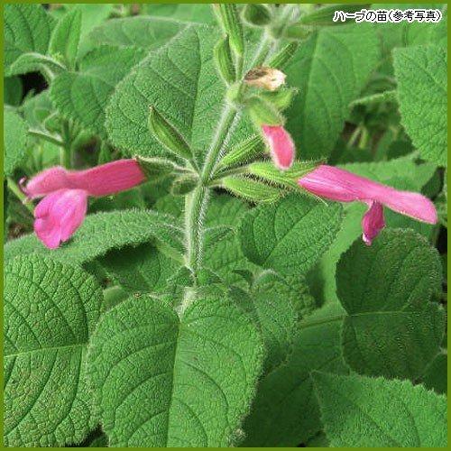 ハーブの苗 フルーツセージ 最大71 Offクーポン