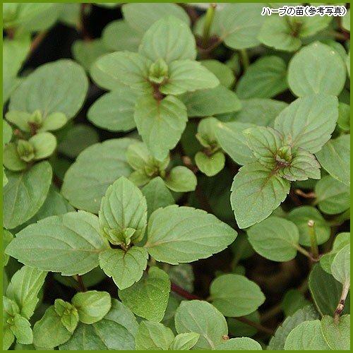 ハーブの苗 ブラックミント To Herb 062 花苗通販北山ナーセリー 通販 Yahoo ショッピング