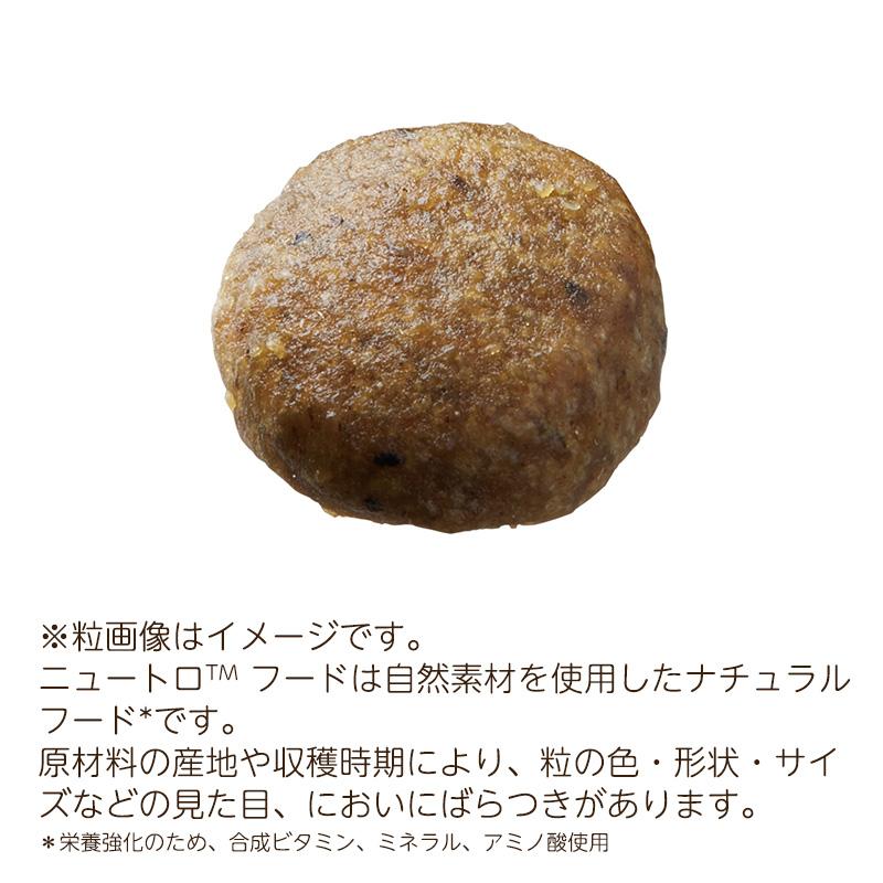 ニュートロ キャット ワイルドレシピ アダルト白身魚 成猫用 正規品