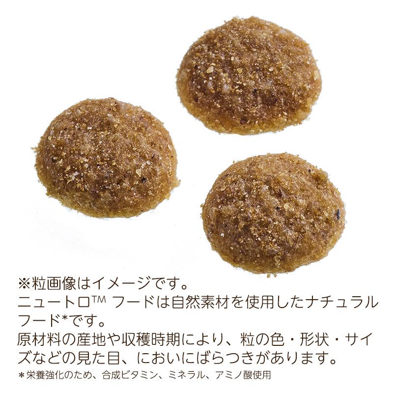 シュプレモ ニュートロ 成猫用 チキン＆サーモン 2kg NS506 正規品