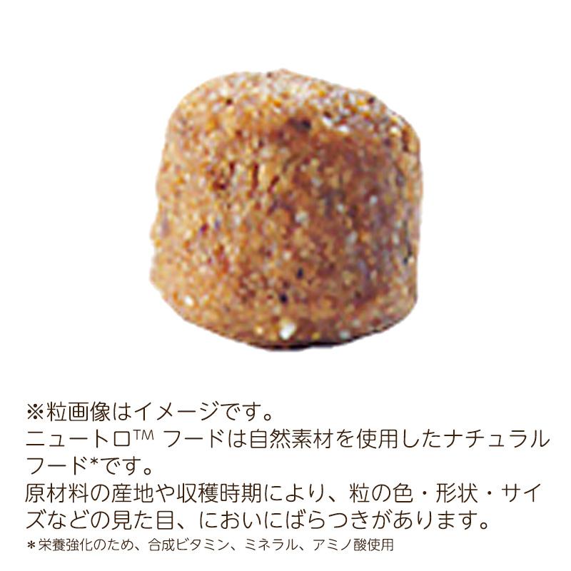 Nutro ラム&玄米 超小型犬〜小型犬用 ニュートロ ナチュラルチョイス プロテインシリーズ ラム&玄米 超小型