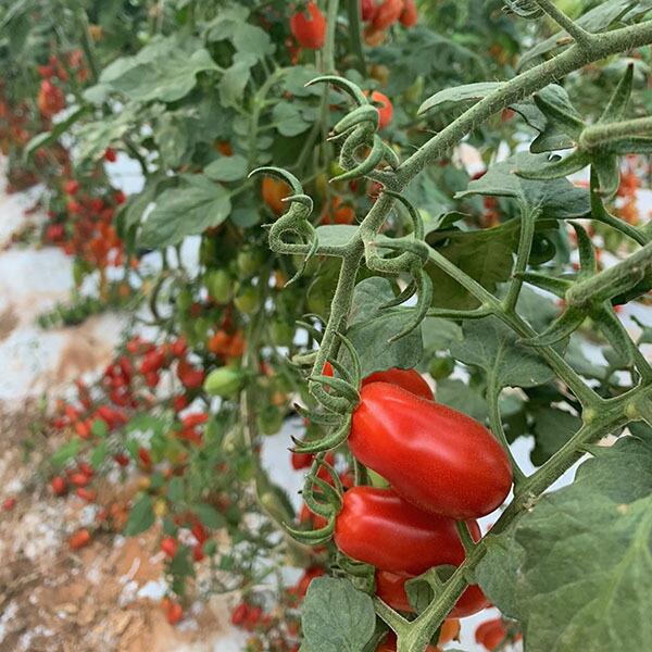 スイートレッドトマトソース パスタソース カラフルミニトマト VB-0003 イタリア シチリア産 ダッテリーニ | ブランド登録なし | 02