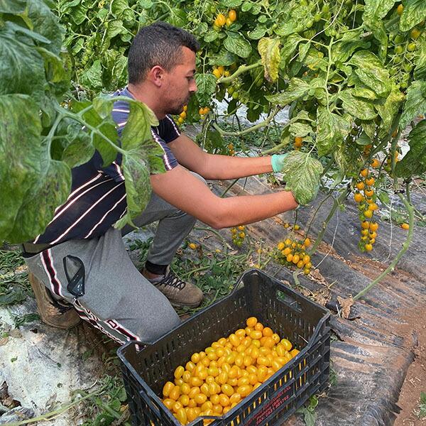 スイートレッドトマトソース パスタソース カラフルミニトマト VB-0003 イタリア シチリア産 ダッテリーニ | ブランド登録なし | 04