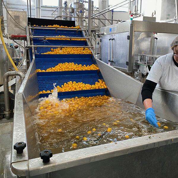 スイートレッドトマトソース パスタソース カラフルミニトマト VB-0003 イタリア シチリア産 ダッテリーニ | ブランド登録なし | 05