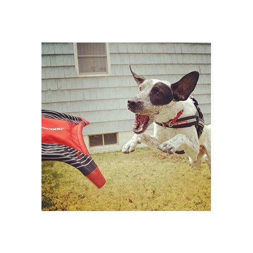 爆買 イージードッグ 犬 フリスビー おもちゃ ドッグスターフライヤー 折りたためる 小型犬 中型犬 大型犬 EZYDOG おしゃれ アウトドア あすつく対応 正規品 |  | 06