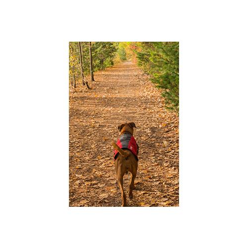 爆買 イージードッグ 犬 エレメントジャケット Sサイズ 中型犬 EZYDOG おしゃれ 丈夫 軽い 防風 防水 防寒 アウトドア あすつく対応 正規品 |  | 09