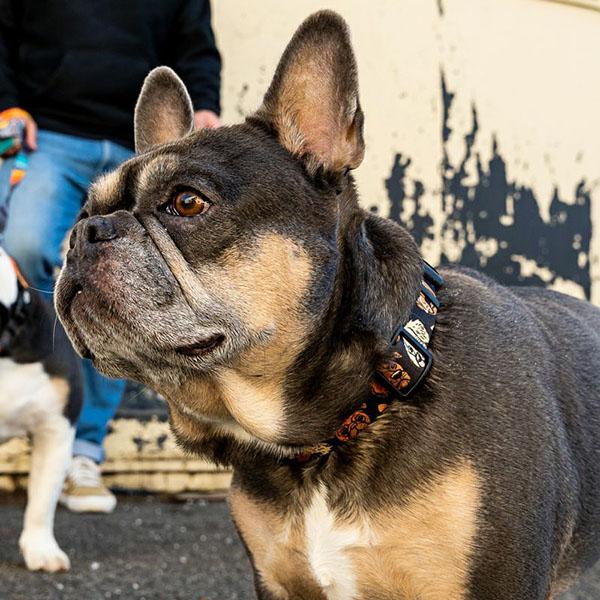 WOLFGANG MAN & BEAST ハーネス Mサイズ 中型犬用 ウルフギャング マン