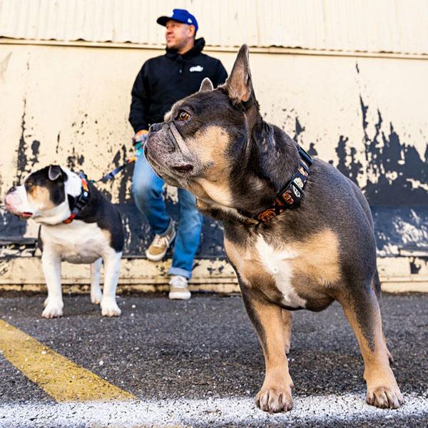 WOLFGANG MAN & BEAST 爆買 ハーネス Mサイズ 中型犬用 ウルフギャング