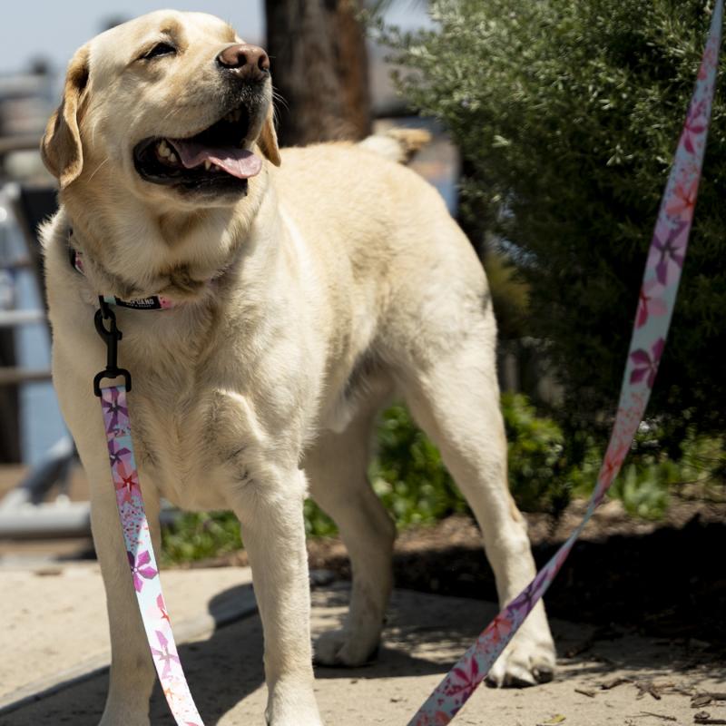 WOLFGANG MAN & BEAST ハーネス Mサイズ 中型犬用 WOLFGANG MAN