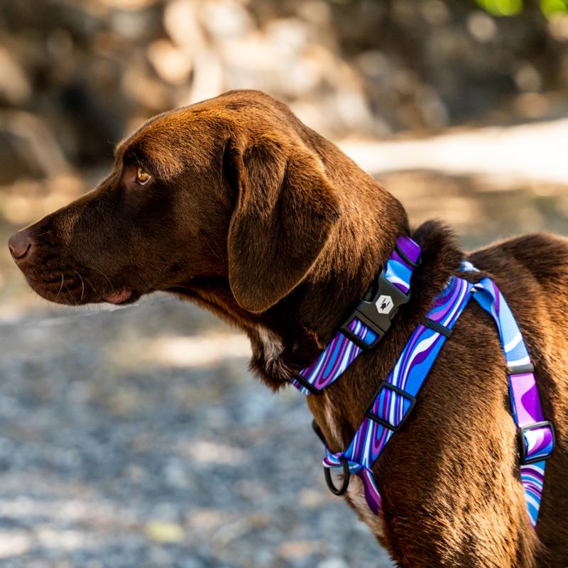 ハーネス Lサイズ 大型犬用 WOLFGANG MAN \u0026 BEAST MarbleWave ウルフギャング マン\u0026ビースト WH-003-102 【メール便対応商品3点まで】の画像