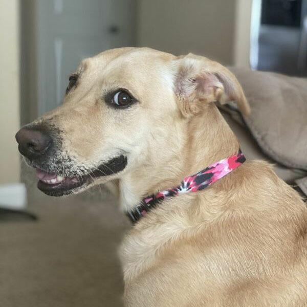 Wildflowerコレクション 胴輪lサイズ美しさと逞しさを合わせ持つ野生の花を描いたアートワーク 小型犬から大型犬まで犬種や毛色を問わずにマッチするデザインです ブランド Wolfgang Man Beast エレコム エクリアミスト ｆｏｒ ｐｒｏ 加湿