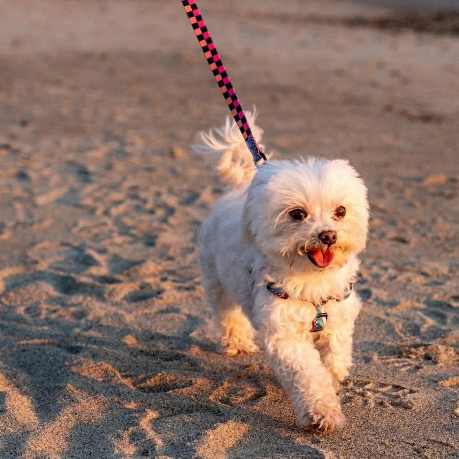 ハーネス Lサイズ 大型犬用 WOLFGANG MAN \u0026 BEAST ブエナオンダ BuenaOnda ウルフギャング マン\u0026ビースト P000057980104 【メール便3点まで】の画像
