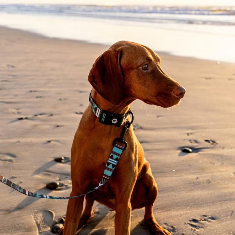 ハーネス Lサイズ 大型犬用 WOLFGANG MAN \u0026 BEAST ウェスタンスカイ WesternSky ウルフギャング マン\u0026ビースト P000057940104 【メール便3点まで】の画像