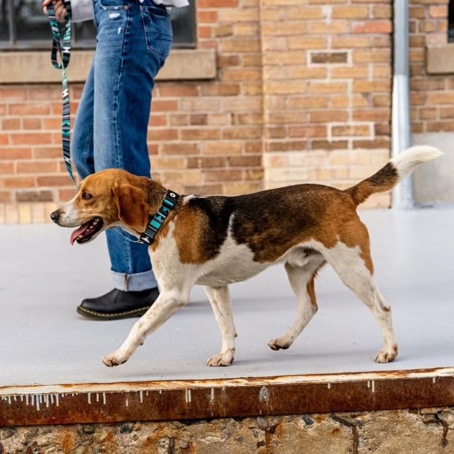 ハーネス Lサイズ 大型犬用 WOLFGANG MAN \u0026 BEAST ウェスタンスカイ WesternSky ウルフギャング マン\u0026ビースト P000057940104 【メール便3点まで】の画像