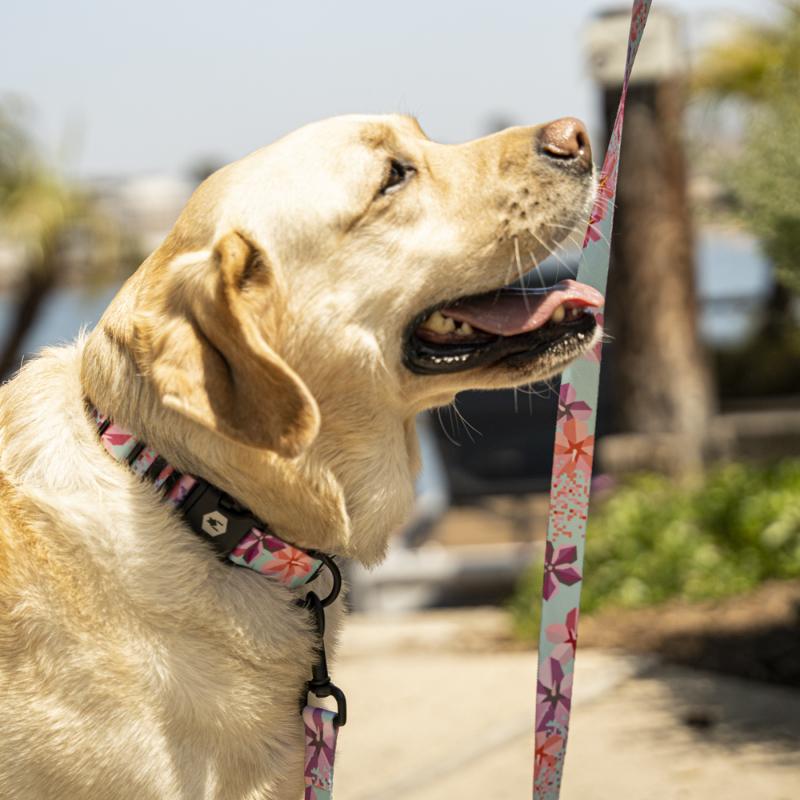 WOLFGANG MAN & BEAST リード Mサイズ 中型犬用 WOLFGANG MAN & BEAST