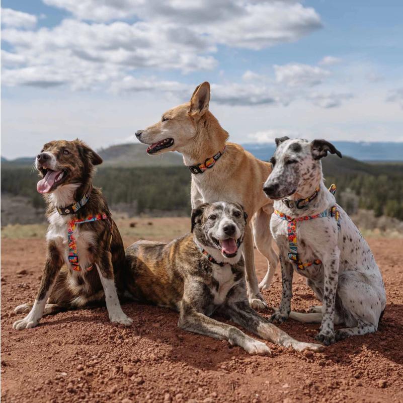 WOLFGANG MAN & BEAST リード Lサイズ 大型犬用 パックリーダー