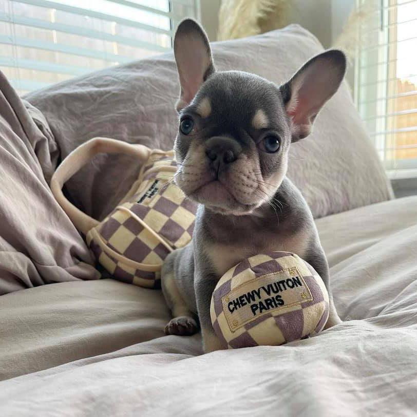 オートディギティドッグ Haute Diggity Dog 犬 おもちゃ 【Vuiton Ball ボール】 HDD007 音が鳴る 犬用ぬいぐるみ | HAUTE | 01