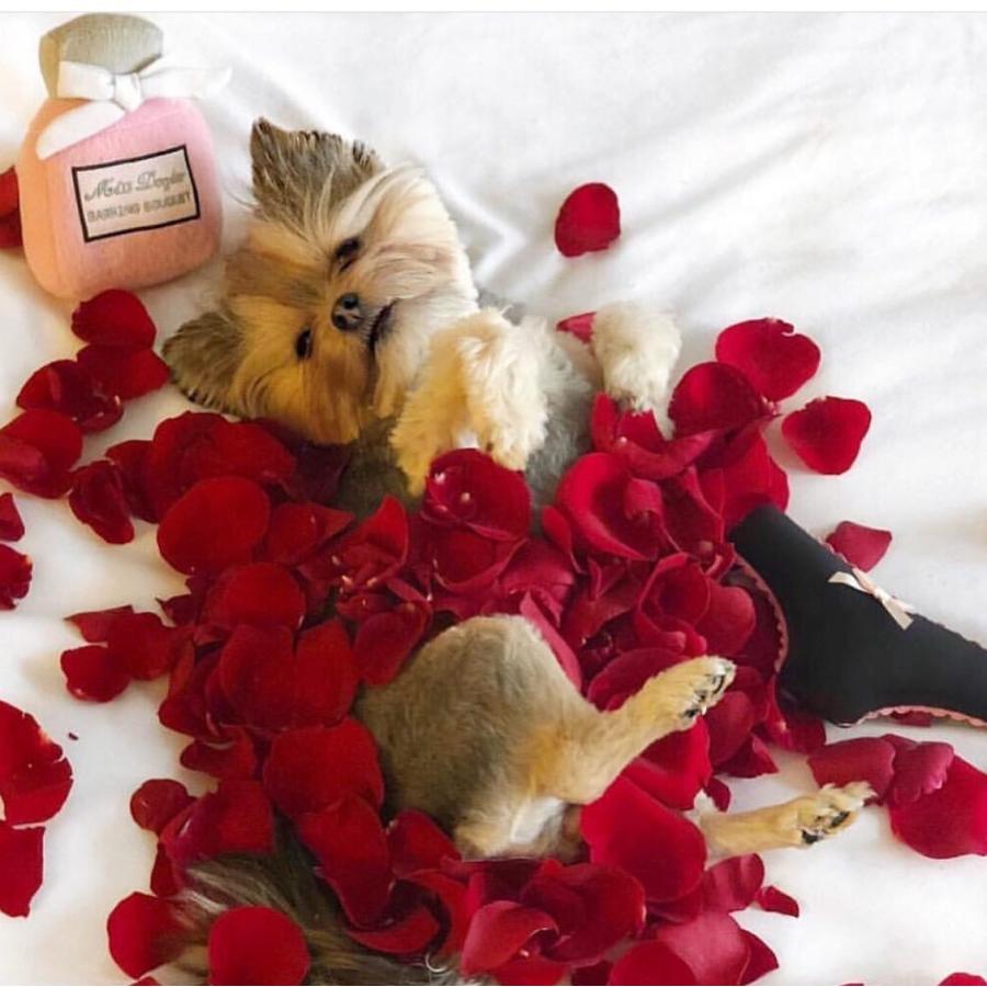 オートディギティドッグ Haute Diggity Dog 犬 おもちゃ 【Miss Dogior 香水瓶】 HDD019 音が鳴る 犬用ぬいぐるみ | HAUTE | 02