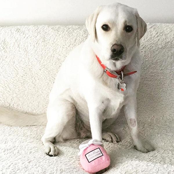 オートディギティドッグ Haute Diggity Dog 犬 おもちゃ 【Miss Dogior 香水瓶】 HDD019 音が鳴る 犬用ぬいぐるみ | HAUTE | 05