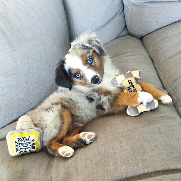 オートディギティドッグ Haute Diggity Dog 犬 おもちゃ 【Pawtier Watch 腕時計】 HDD024 音が鳴る 犬用ぬいぐるみ | HAUTE | 02