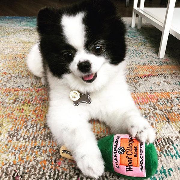 【アンティークTOY】■ 犬 スコッティ フリクション ギミック走行 香港製 HAUTE（オート） オートディギティドッグ Haute Diggity Dog 犬