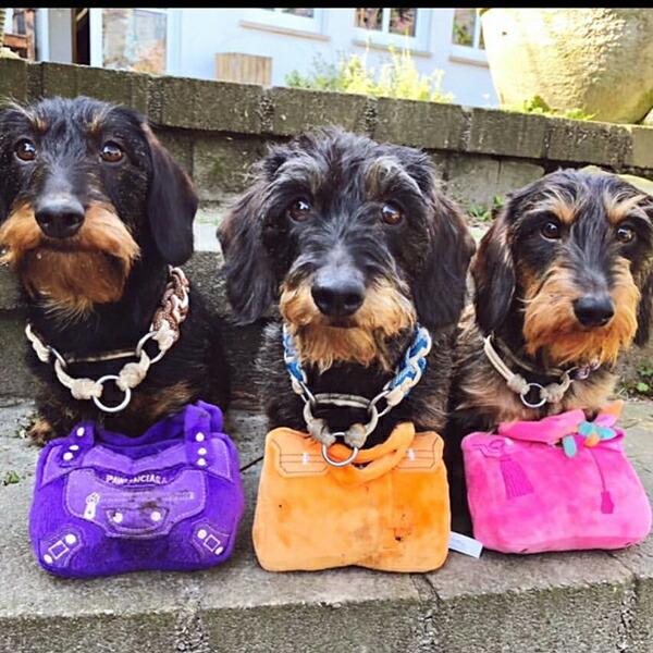 HAUTE（オート） オートディギティドッグ Haute Diggity Dog 犬