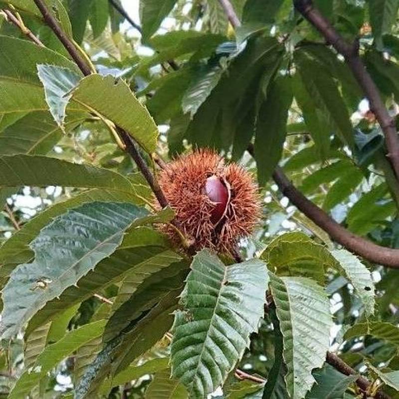 1ダース 有機JAS認証 比沙家 オーガニック 焼きまろん 12×160g 比沙家 オーガニック 焼きまろん マロン 有機栽培 栗 焼き栗 むき栗 スイーツ 和菓子 | オーガニック | 03